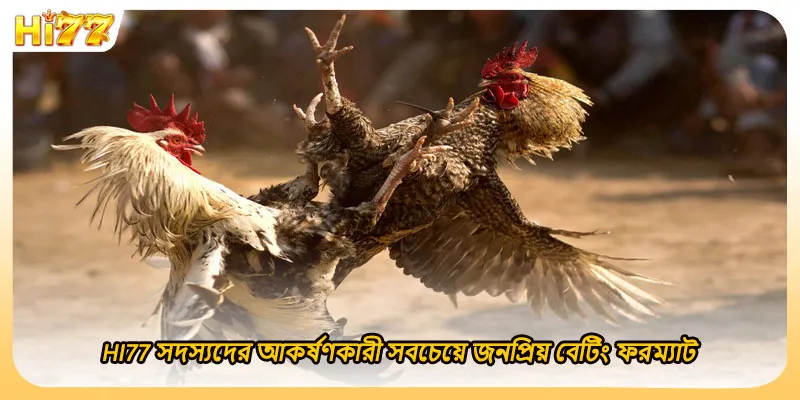 (ছবি: HI77 সদস্যদের আকর্ষণকারী সবচেয়ে জনপ্রিয় বেটিং ফরম্যাট)